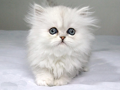 1479795080759699.jpg 波斯猫1.jpg